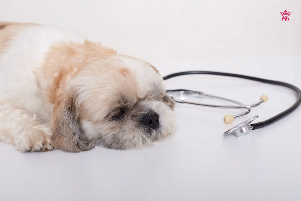 Tìm hiểu về nguyên nhân gây Bệnh Parvo ở chó