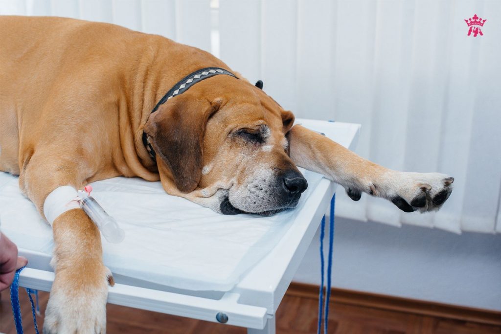 Tìm hiểu về bệnh ký sinh trùng ở chó
