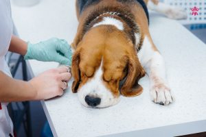 Tìm hiểu về bệnh ký sinh trùng máu ở chó