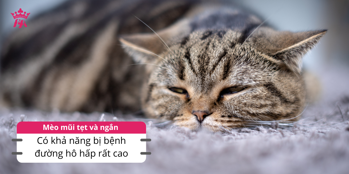 Mèo có mũi tẹt ngắn sẽ có khả năng bị bệnh đường hô hấp rất cao