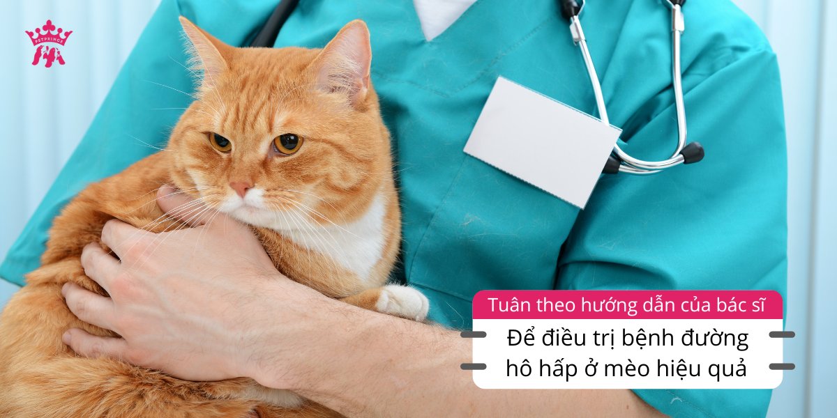 Để điều trị bệnh đường hô hấp ở mèo hiệu quả bạn cần tuân theo hướng dẫn của bác sĩ
