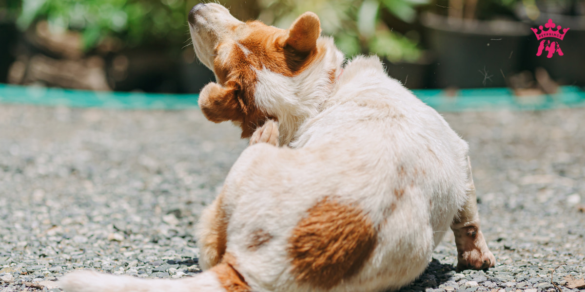 Bạn có đang cho thú cưng ăn uống đúng cách không?